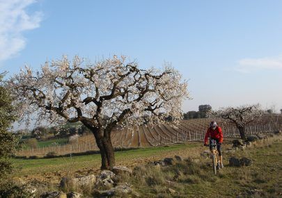 Variety of bicycle paths.